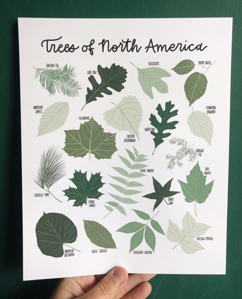 PRINT- Trees of North America – Field and Forest Design