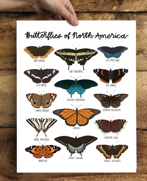 PRINT- Butterflies of North America