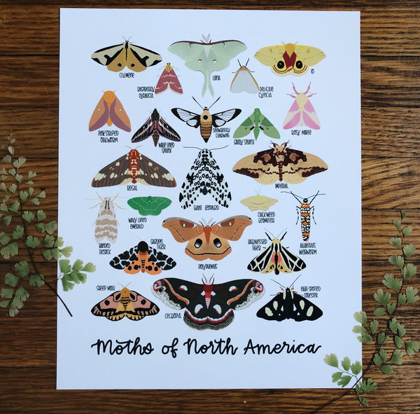 PRINT- Moths of North America
